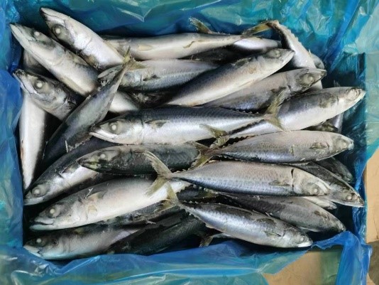 Cá Nục Bông Thái Bình Dương - Thực Phẩm Gia Anh - Gia Anh Foods (GAF Vietnam)